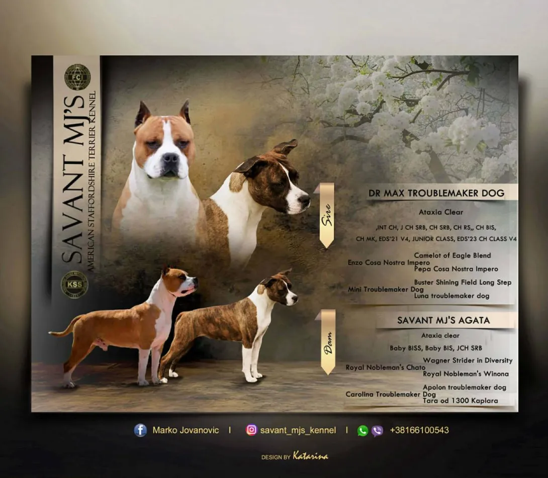 Američki stafordski terijer na prodaju, Obrenovac