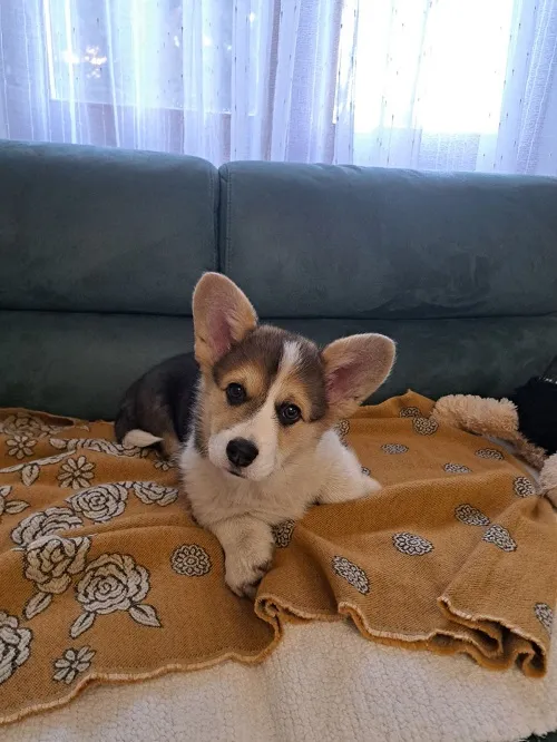 Velški korgi (pembrok) na prodaju, Subotica (4)