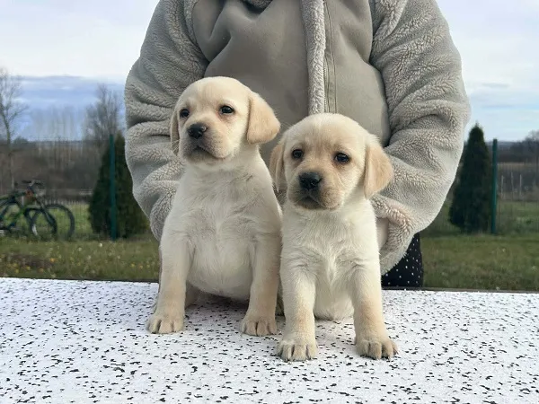 Labrador retriver na prodaju, Obrenovac (4)