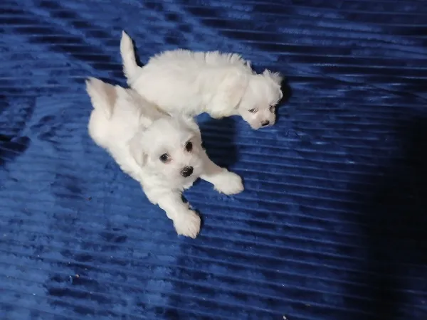 Malteški pas na prodaju, Zrenjanin (4)