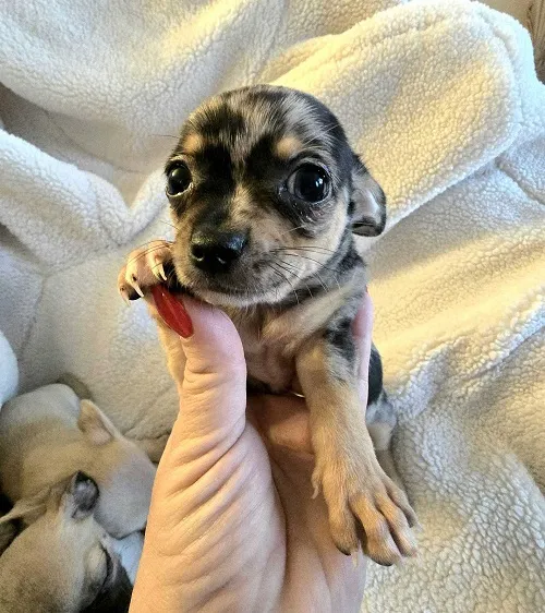 Čivava na prodaju, Zrenjanin (4)