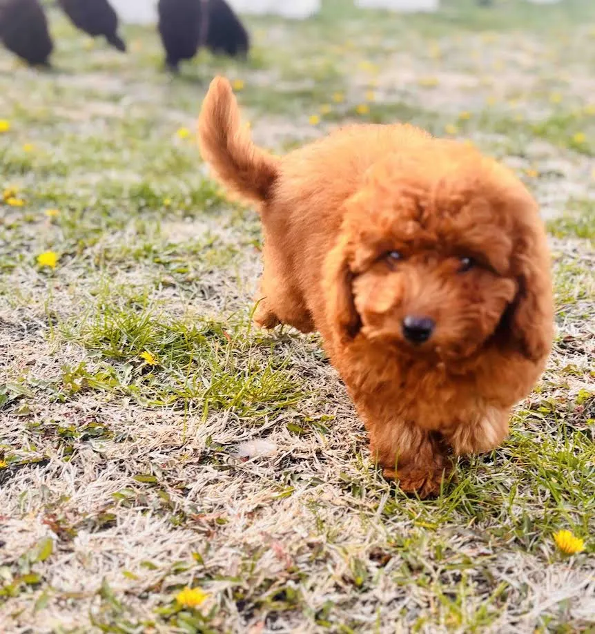 Pudla (patuljasta) na prodaju, Beograd (4)