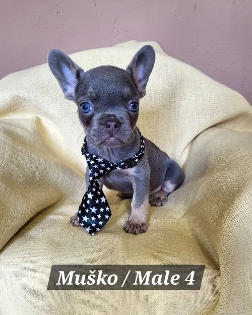 Francuski buldog na prodaju, Trstenik (4)