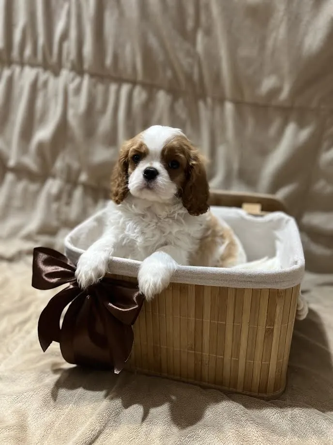 Kavalije španijel kralja Čarlsa na prodaju, Ruma (4)