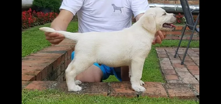 Labrador retriver na prodaju, Beograd Surčin (4)