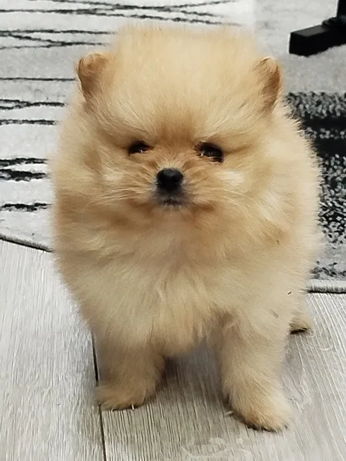 Ostalo na prodaju, Beograd (4)