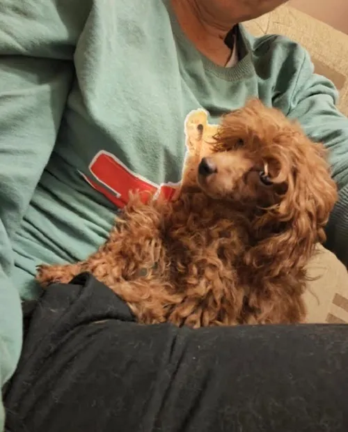 Pudla (patuljasta) na prodaju, Zrenjanin (4)