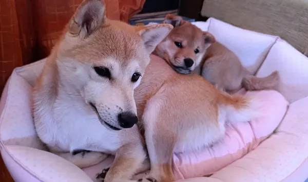 Šiba inu na prodaju, Beograd (4)