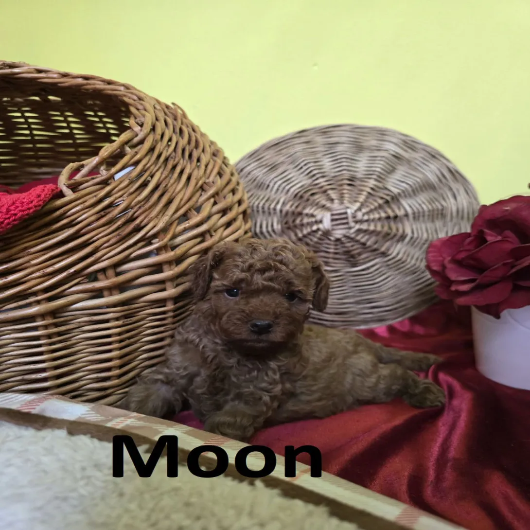 Pudla (patuljasta) na prodaju, Zrenjanin (3)