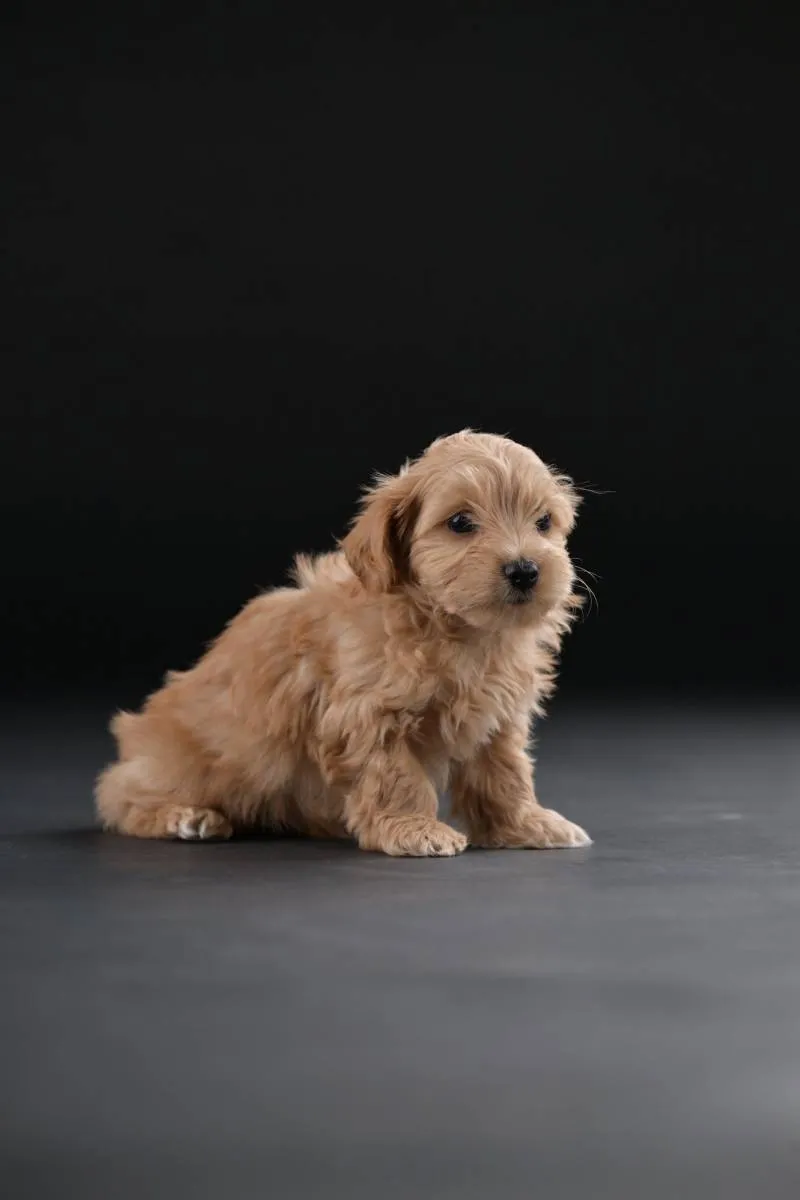 Havanski bišon na prodaju, Beograd (5)