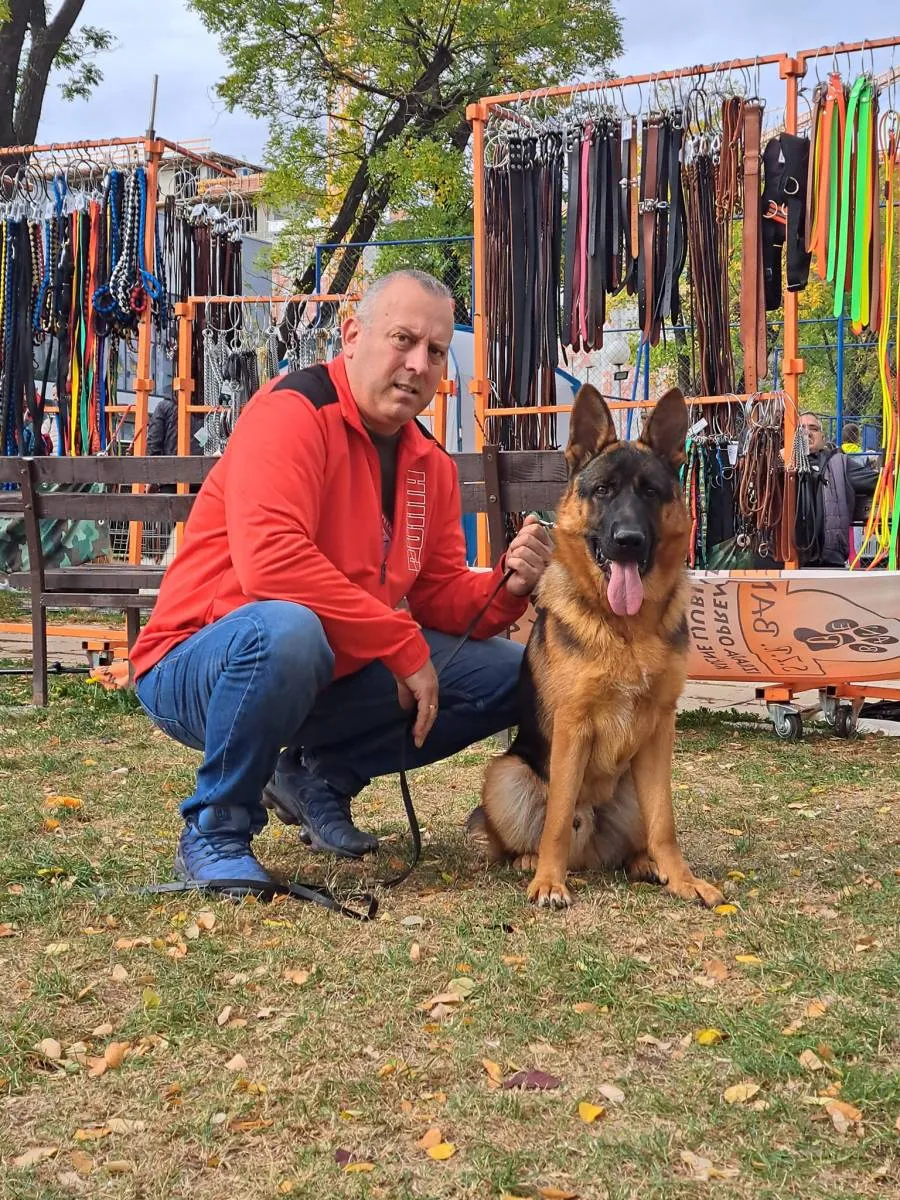 Nemački ovčar na prodaju, Kragujevac (5)