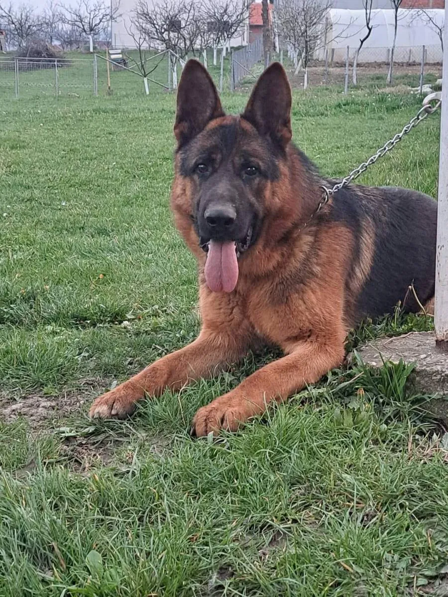 Nemački ovčar na prodaju, Kragujevac (6)