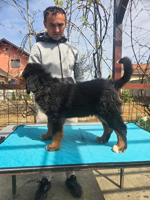 Bernski pastirski pas na prodaju, Novi Sad (4)