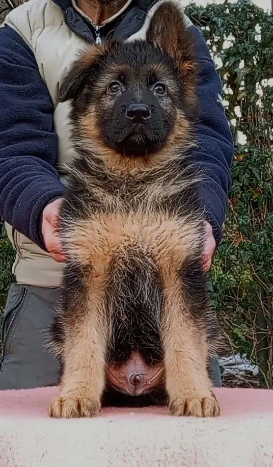 Nemački ovčar na prodaju, Beograd Rakovica