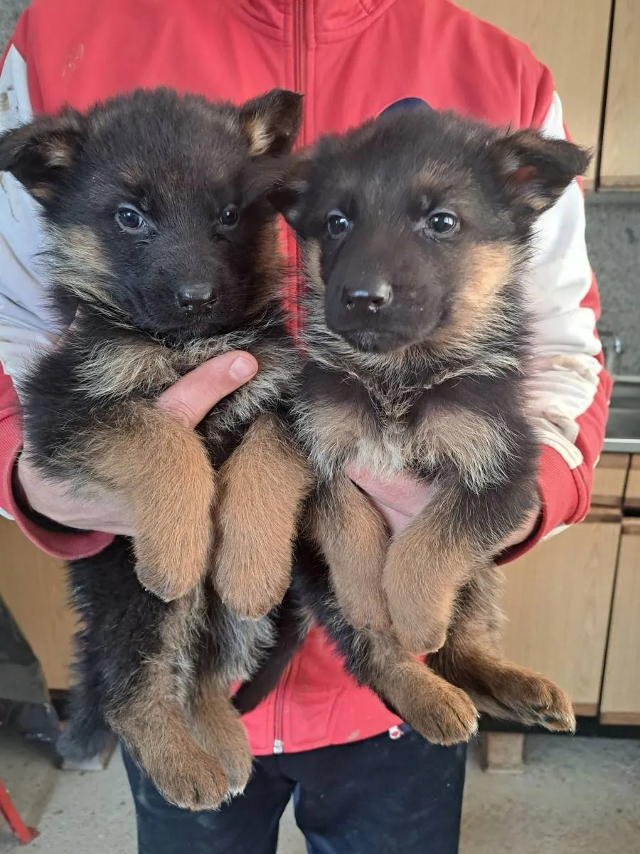 Nemački ovčar na prodaju, Kragujevac (2)