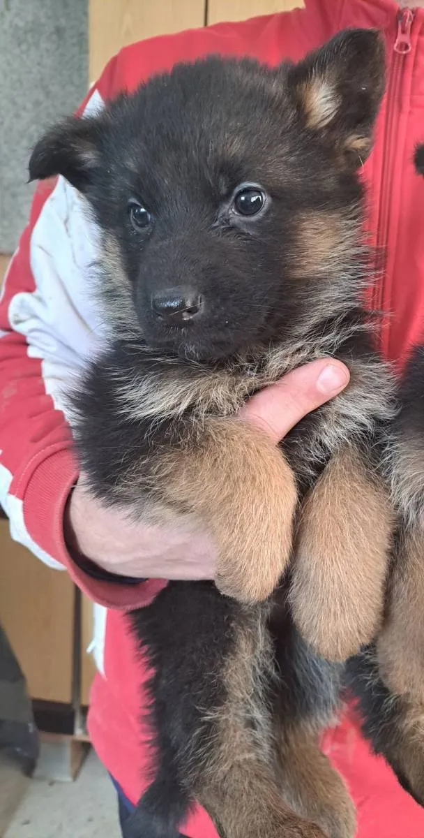 Nemački ovčar na prodaju, Kragujevac (3)