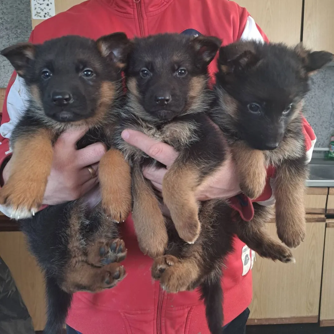 Nemački ovčar na prodaju, Kragujevac