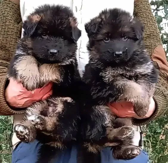 Nemački ovčar na prodaju, Beograd Rakovica