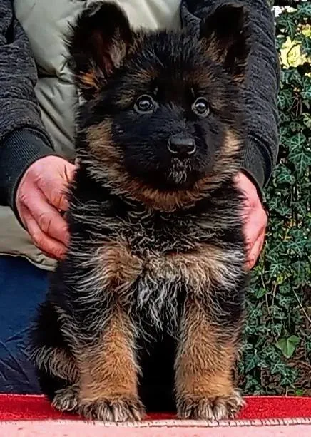 Nemački ovčar na prodaju, Beograd Rakovica