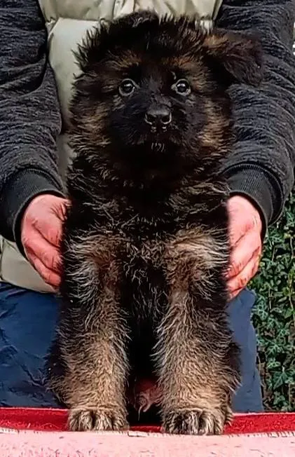 Nemački ovčar na prodaju, Beograd Rakovica (2)