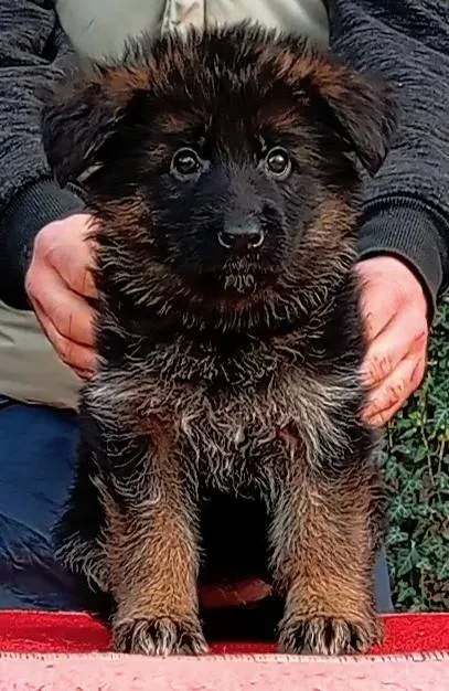 Nemački ovčar na prodaju, Beograd Rakovica (3)