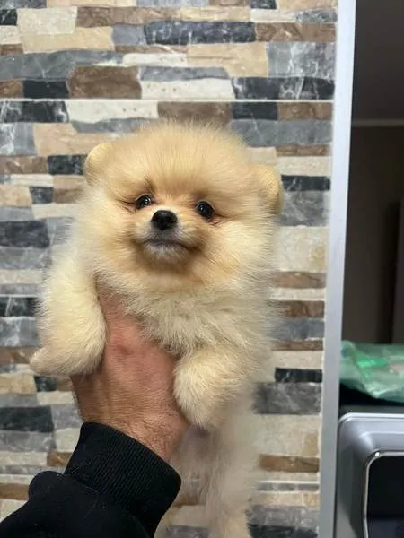 Nemački špic na prodaju, Novi Sad (4)