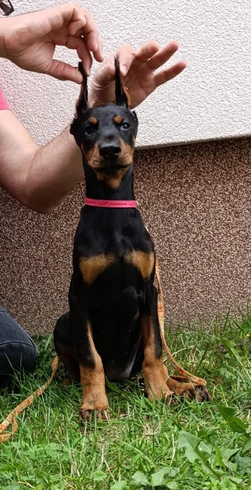 Doberman na prodaju, Sremska Mitrovica (4)