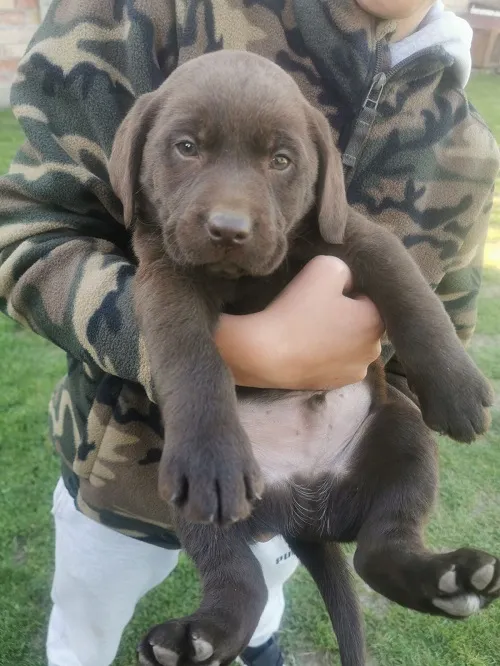 Labrador retriver na prodaju, Beograd (4)