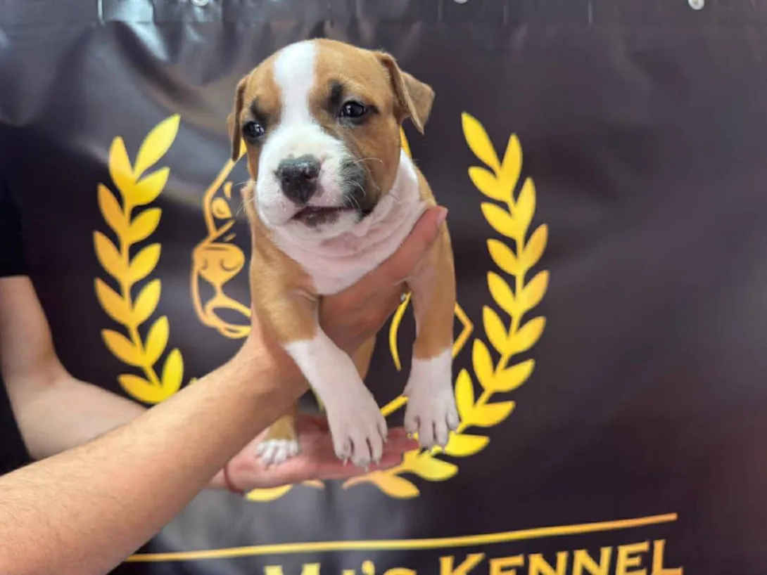 Američki stafordski terijer na prodaju, Obrenovac (2)