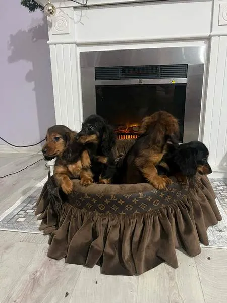 Jazavičar na prodaju, Novi Sad (2)