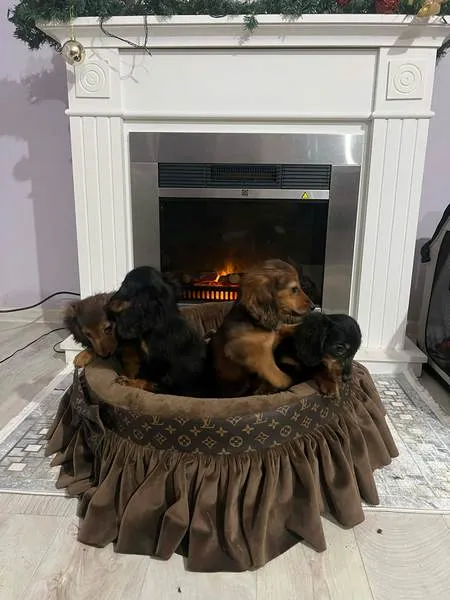 Jazavičar na prodaju, Novi Sad (3)