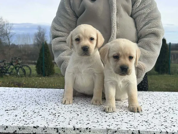 Labrador retriver na prodaju, Obrenovac (5)