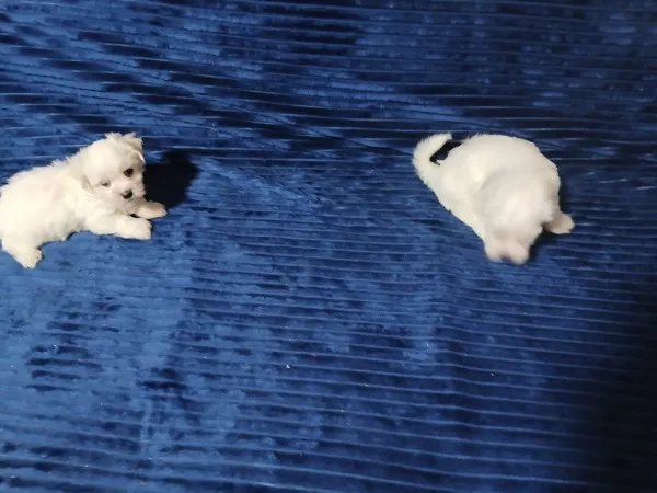 Malteški pas na prodaju, Zrenjanin (5)