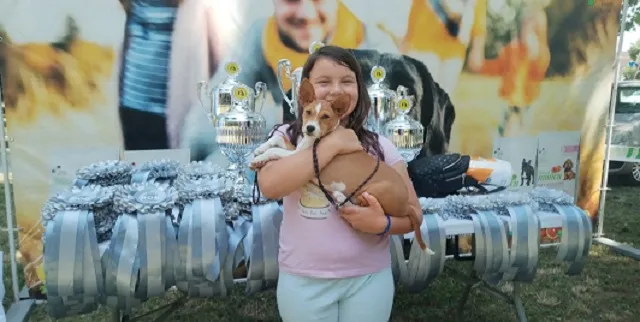 Basenji na prodaju, Ruma (3)