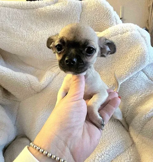 Čivava na prodaju, Zrenjanin (5)