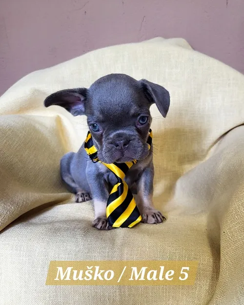 Francuski buldog na prodaju, Trstenik (5)