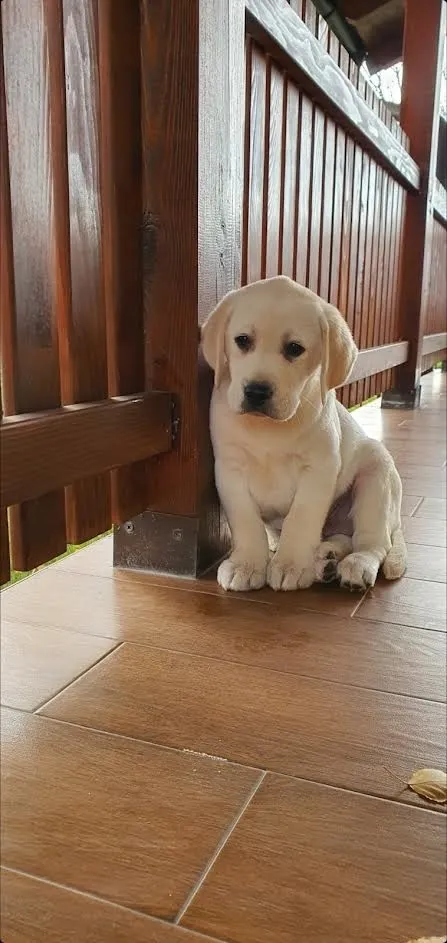 Labrador retriver na prodaju, Beograd Surčin (5)