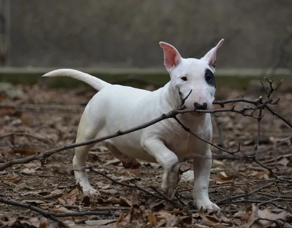 Bul terijer na prodaju, Beograd (5)