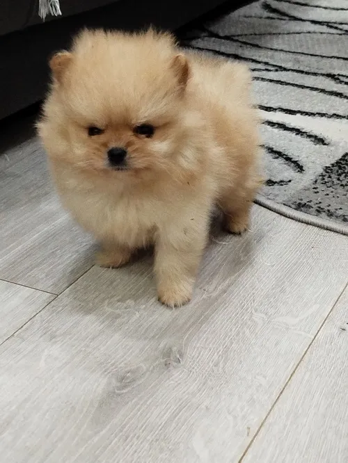 Ostalo na prodaju, Beograd (5)