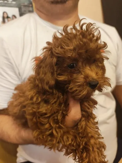 Pudla (patuljasta) na prodaju, Zrenjanin (5)