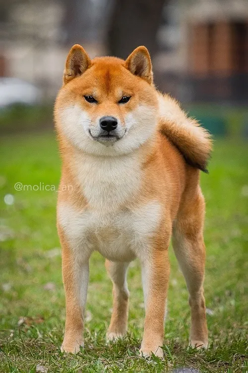 Šiba inu na prodaju, Beograd (5)