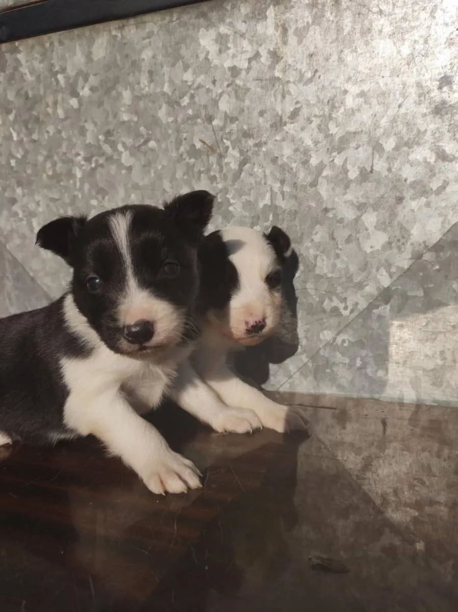 Border koli na prodaju, Ada