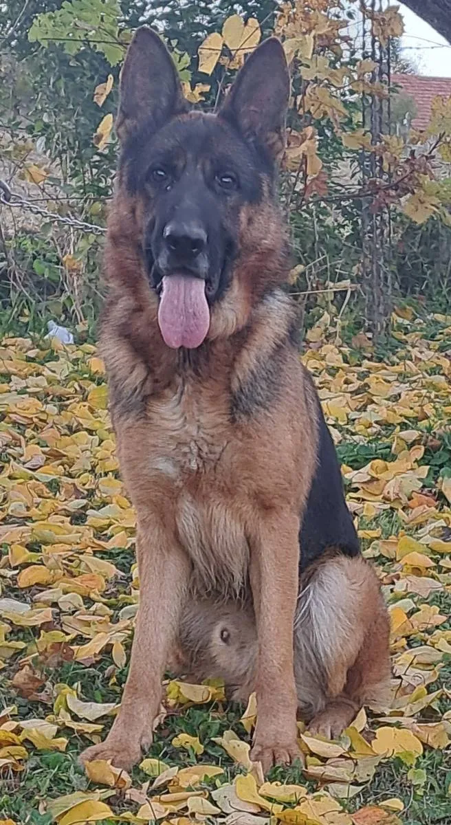 Nemački ovčar na prodaju, Kragujevac