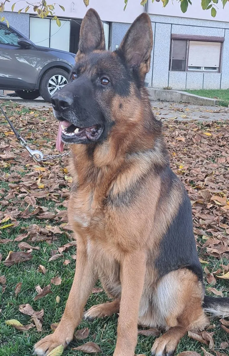 Nemački ovčar na prodaju, Kragujevac (2)