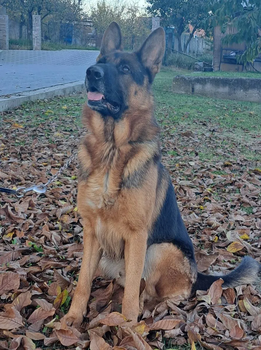 Nemački ovčar na prodaju, Kragujevac (3)