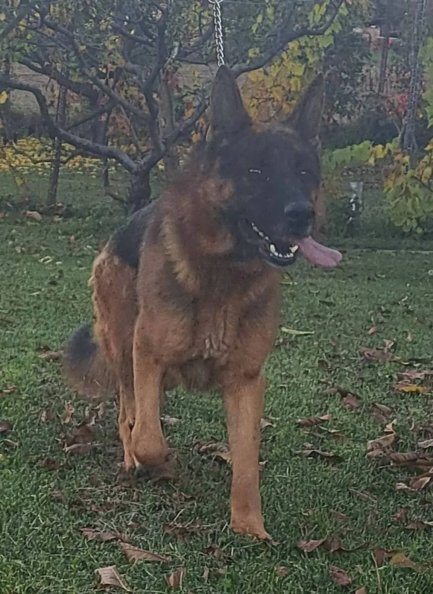 Nemački ovčar na prodaju, Kragujevac (4)