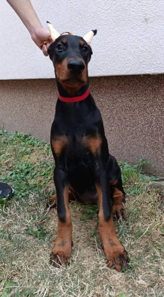 Doberman na prodaju, Sremska Mitrovica (3)