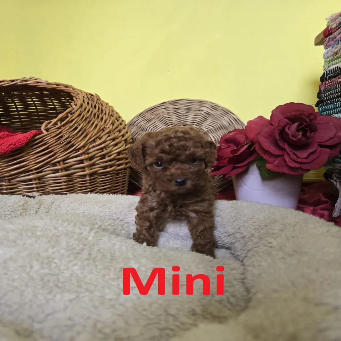 Pudla (patuljasta) na prodaju, Zrenjanin (4)