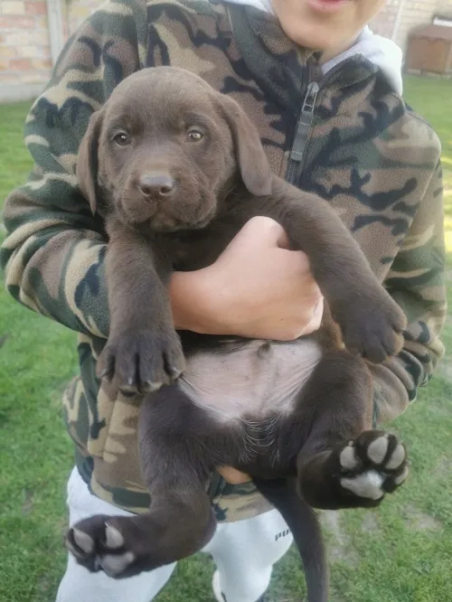 Labrador retriver na prodaju, Beograd (5)