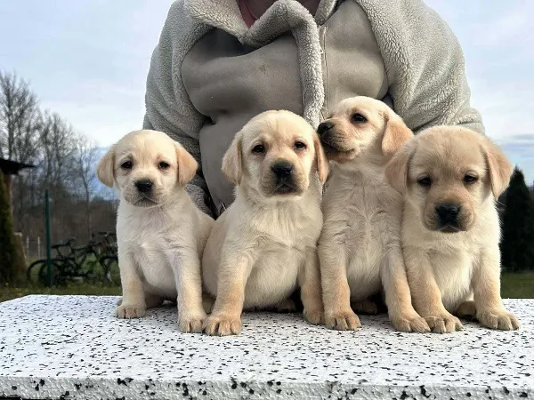 Labrador retriver na prodaju, Obrenovac (6)